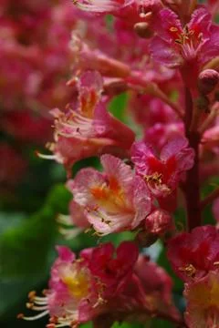 Rhododendron 스톡 사진