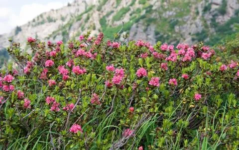 Rhododendron Stock Photos