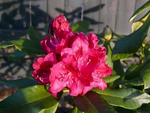 Rhododendron Stock Photos