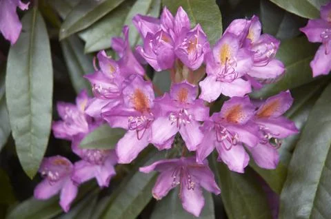 Rhododendron Stock Photos