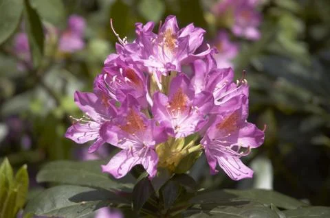 Rhododendron Stock Photos