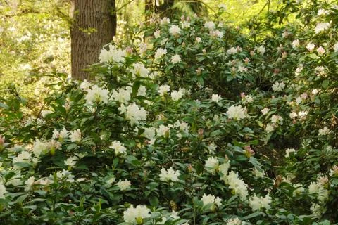 Rhododendron Stock Photos