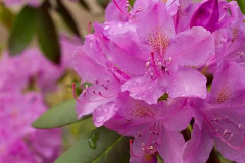 Rhododendron Stock Photos