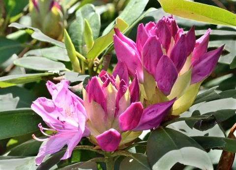 Rhododendron Stock Photos