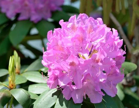 Rhododendron Stock Photos