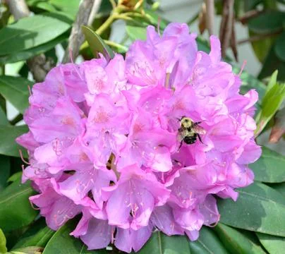 Rhododendron Stock Photos