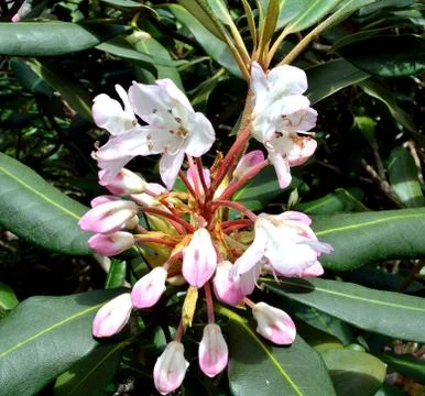 Rhododendron Stock Photos