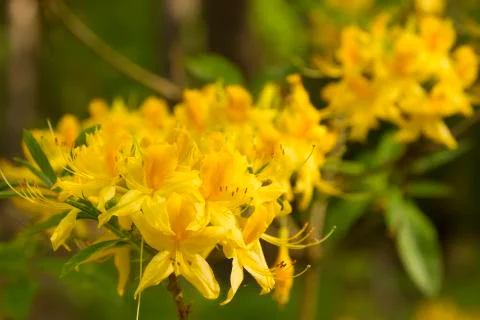 Rhododendron Stock Photos