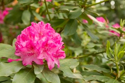 Rhododendron Stock Photos