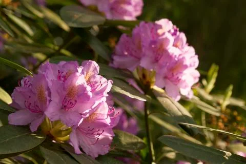 Rhododendron Stock Photos
