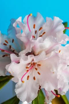 Rhododendron Stock Photos