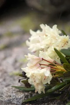 Rhododendron Stock Photos
