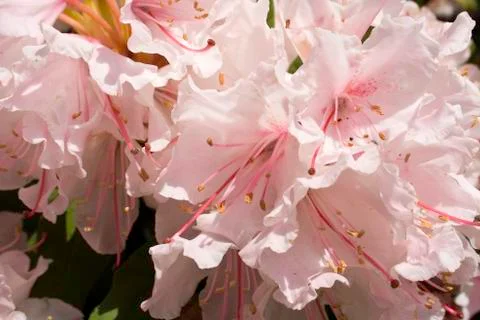 Rhododendron 스톡 사진