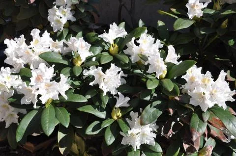 Rhododendron Stock Photos