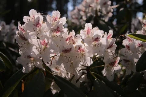 Rhododendron Stock Photos