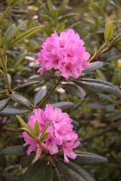 Rhododendron Stock Photos