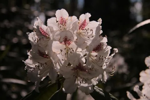 Rhododendron Stock Photos