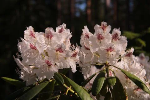 Rhododendron Stock Photos