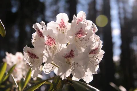Rhododendron Stock Photos