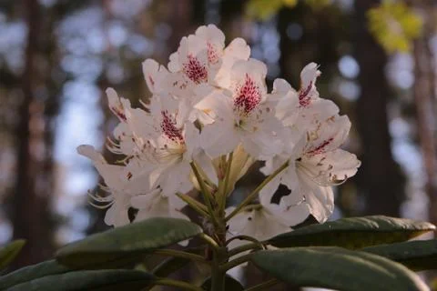 Rhododendron Stock Photos