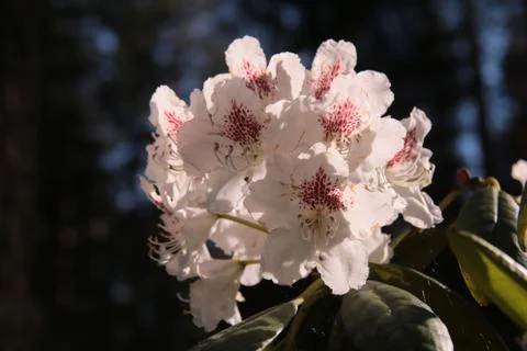 Rhododendron Stock Photos