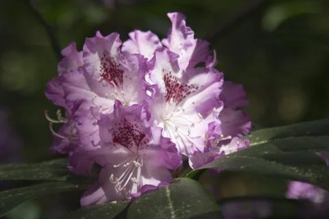 Rhododendron Stock Photos