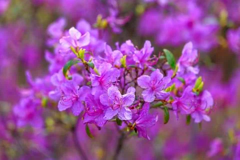 Rhododendron Stock Photos