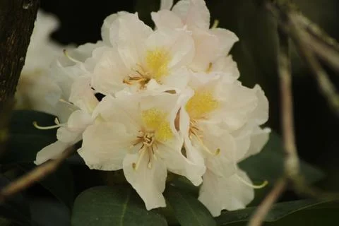 Rhododendron Stock Photos