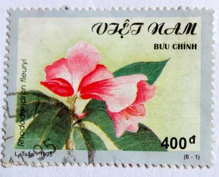 Rhododendron Stock Photos