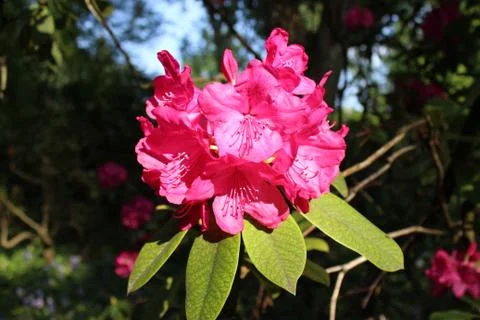 Rhododendron Stock Photos