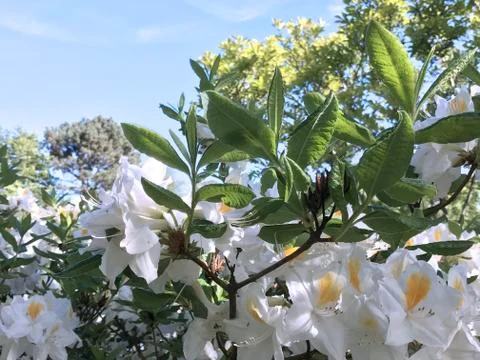 Rhododendron Stock Photos