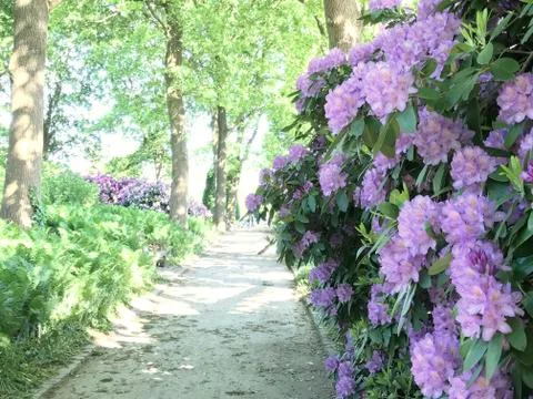 Rhododendron Stock Photos