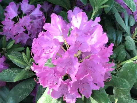 Rhododendron Stock Photos