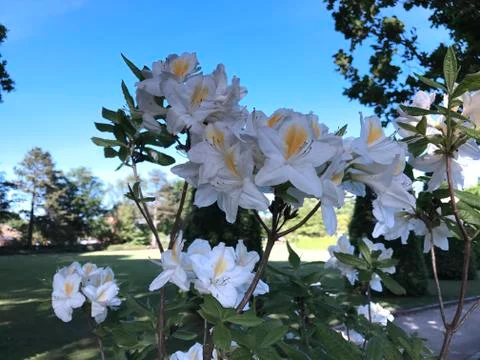 Rhododendron Stock Photos