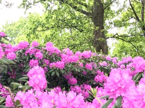 Rhododendron Stock Photos