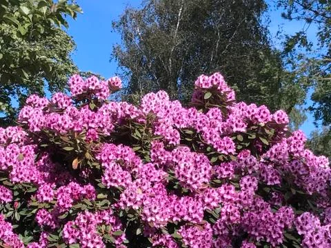 Rhododendron Stock Photos