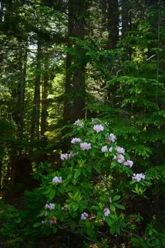 Rhododendron Stock Photos