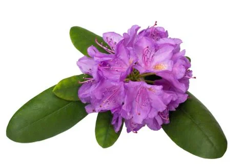 Rhododendron Stock Photos