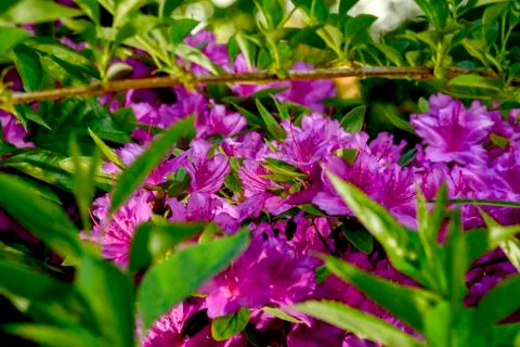 Rhododendron Stock Photos