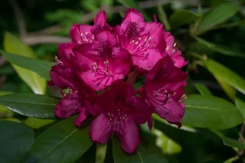 Rhododendron Stock Photos