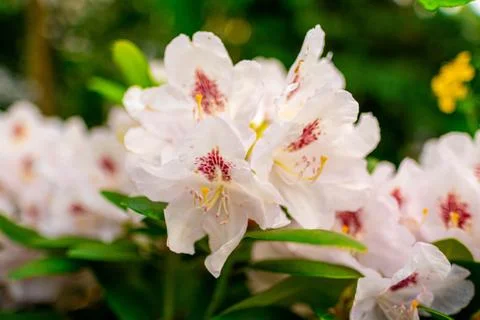 Rhododendron Foto stock