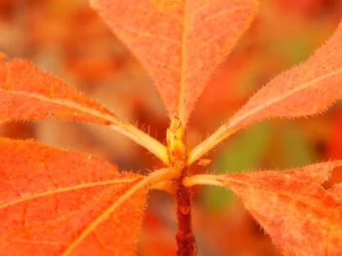 Rhododendron Stock Photos