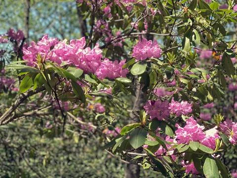 Rhododendron  写真素材
