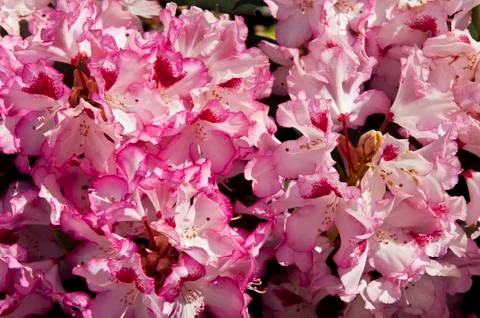 Rhododendron Foto stock