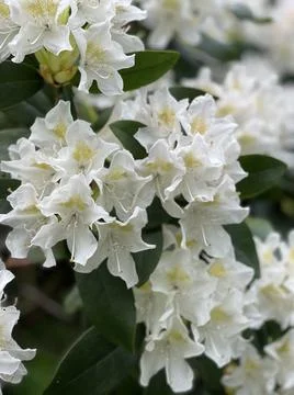 Rhododendron Foto stock