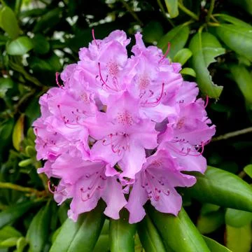 Rhododendron 스톡 사진