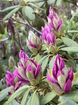 Rhododendron Foto stock