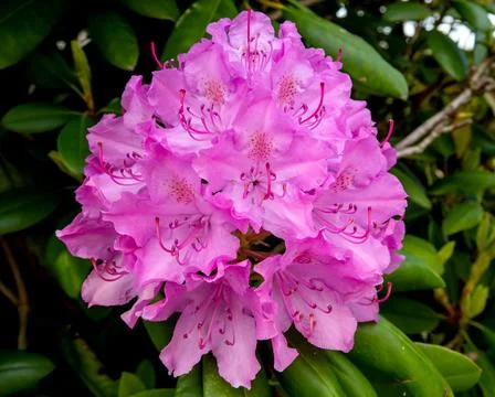 Rhododendron Stock Photos