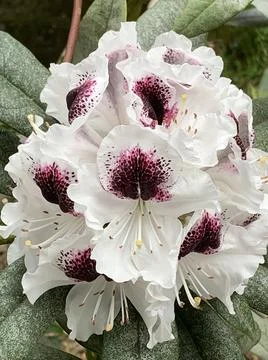 Rhododendron 写真素材