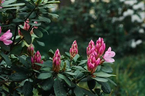 Rhododendron Stock Photos